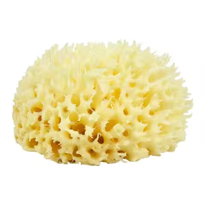 Natural Sponge