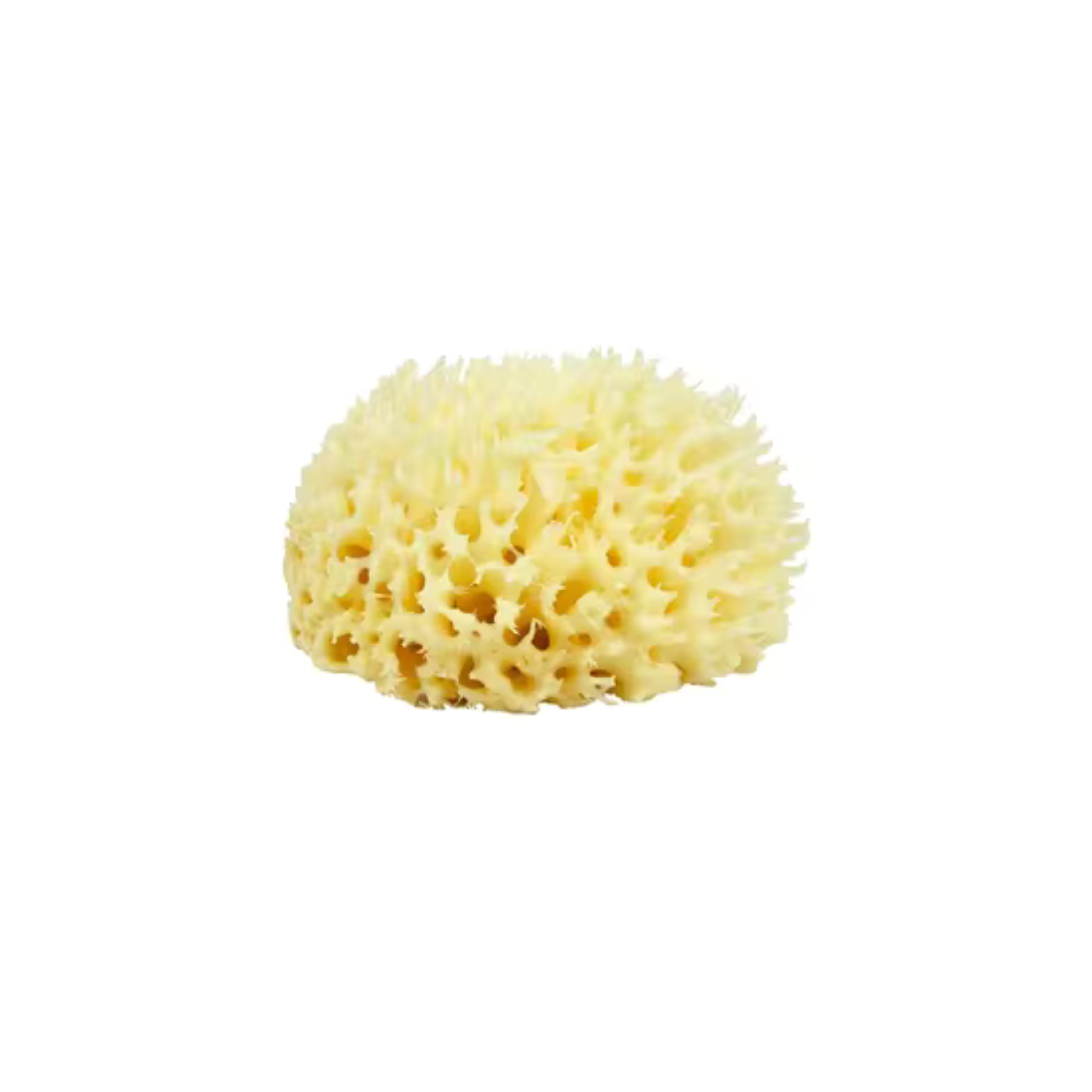 Natural Sponge